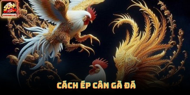 Cách Ép Cân Gà Đá - Hướng Dẫn Chi Tiết Từ Sunwin