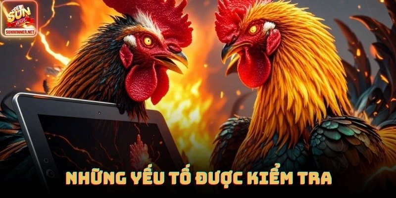 Cách Ép Cân Gà Đá - Hướng Dẫn Chi Tiết Từ Sunwin Chiến kê phải tìm hiểu thật kĩ về các cách ép cân gà đá