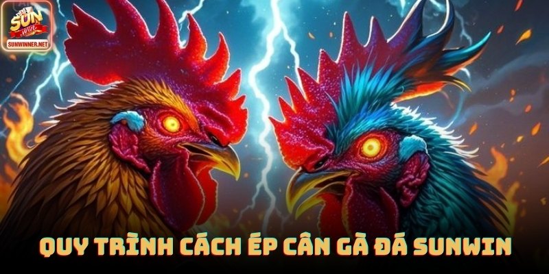 Cách Ép Cân Gà Đá - Hướng Dẫn Chi Tiết Từ Sunwin Cách Ép Cân Gà Đá tại SUNWIN được truyền tải rõ ràng qua nhiều góc quay