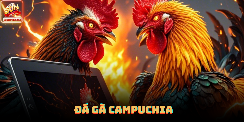 Đá gà campuchia