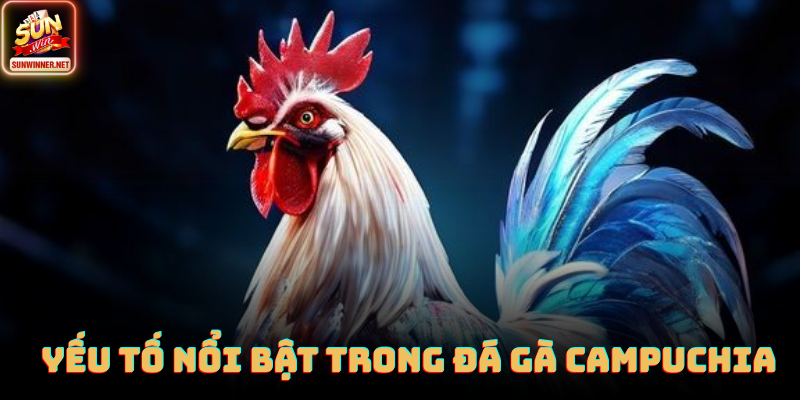 Chiến kê Campuchia chuẩn bị trước giờ thi đấu với HLV chuyên nghiệp