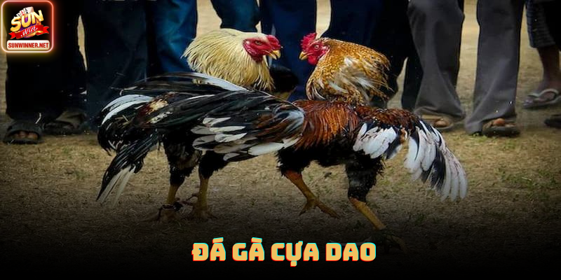 Đá gà cựa dao