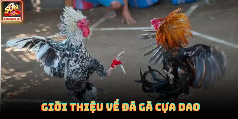 Đá Gà Cựa Dao: Thể Loại Đối Kháng Tốc Độ Cao Tại Sunwin Chiến kê trang bị cựa dao đứng vào vị trí chuẩn bị thi đấu