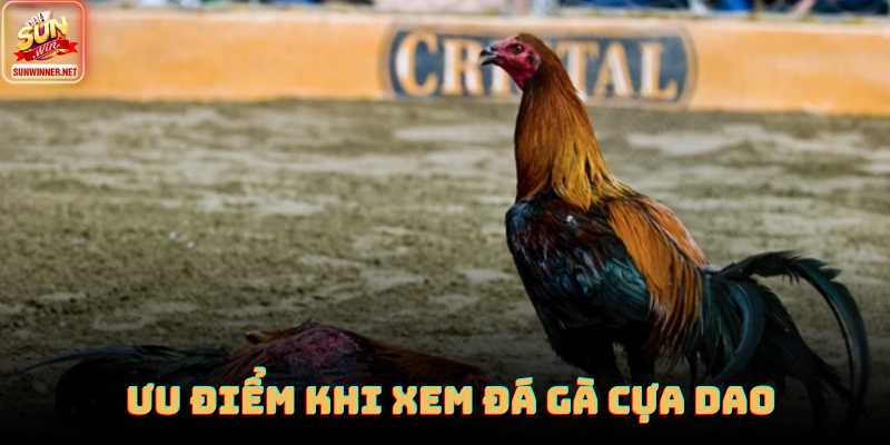 Đá Gà Cựa Dao: Thể Loại Đối Kháng Tốc Độ Cao Tại Sunwin Giao diện phát sóng đá gà HD tại Sunwin với độ nét cao